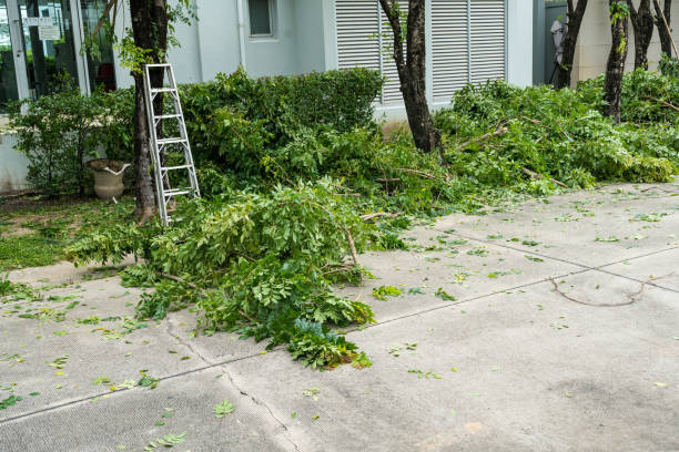  Emeryville, CA Tree Services Pros